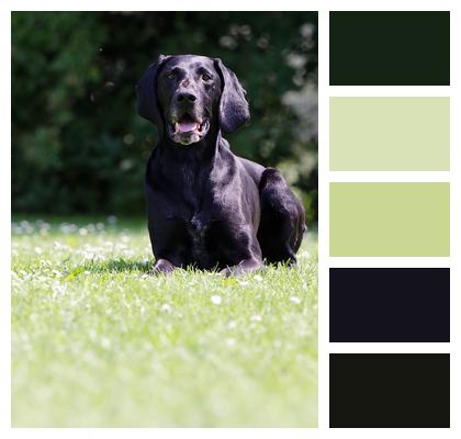 Black German Shorthaired Pointer Dog Image